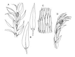 Pohlia. A–E: P. wahlenbergii. A, portion of shoot. B, leaves. C, mid laminal cells adjacent to margin. D, apex of male plant. Drawn from E.A. Hodgson s.n., Jan. 1930, CHR 490471, and K.W. Allison 6090, CHR 490481.
 Image: R.C. Wagstaff © Landcare Research 2020 CC BY 4.0